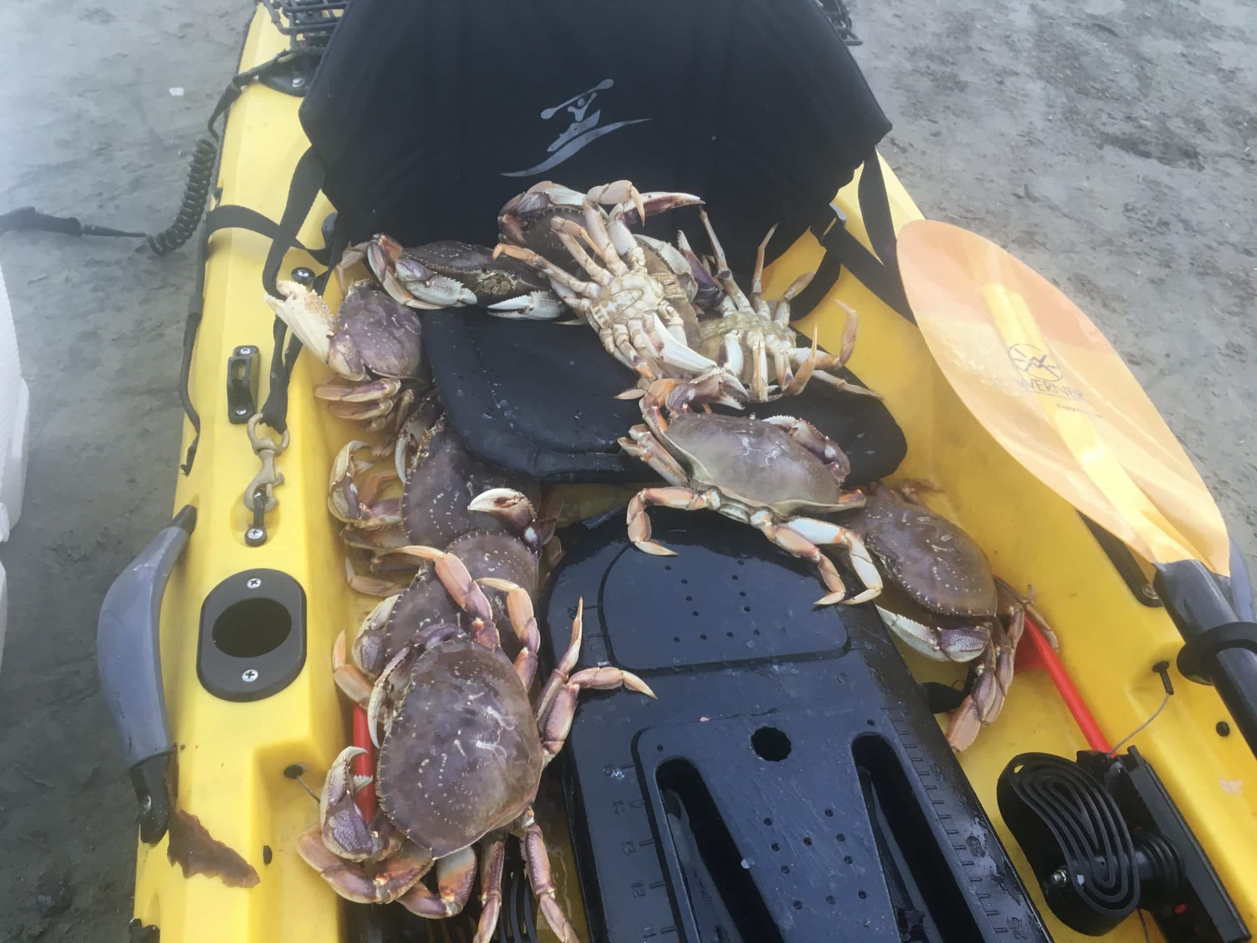 Dungeness crab at Half Moon Bay - Paubox