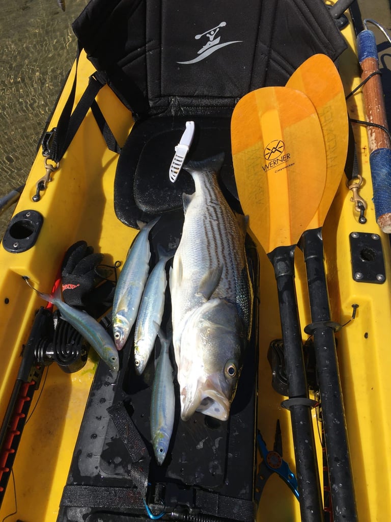 Kayak Fishing Striped Bass Oyster Point - Paubox