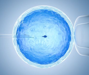 IVF treatment ovum with needle