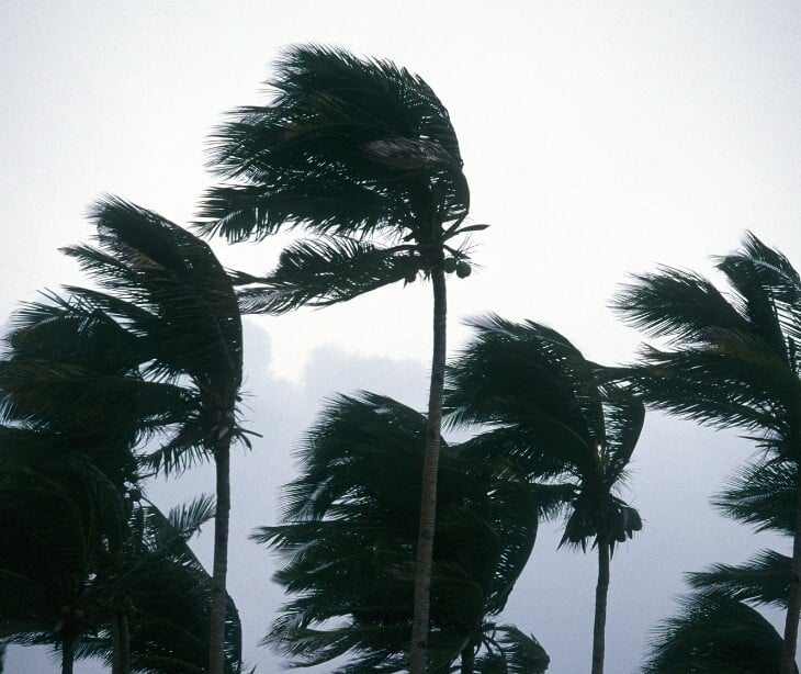 Image of palm trees blowing in the wind. 