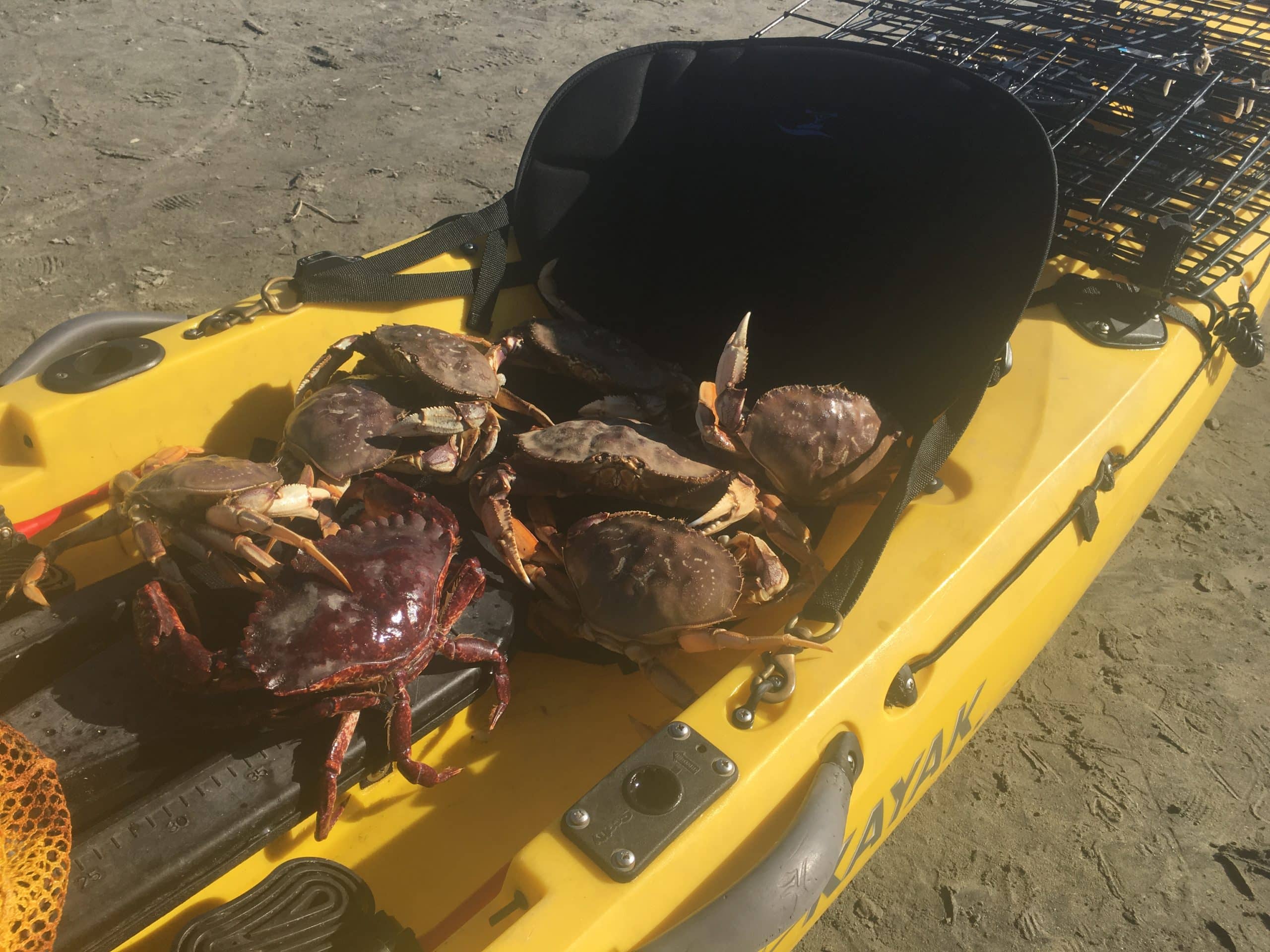 Kayak fishing for dungeness crabs in Silicon Valley