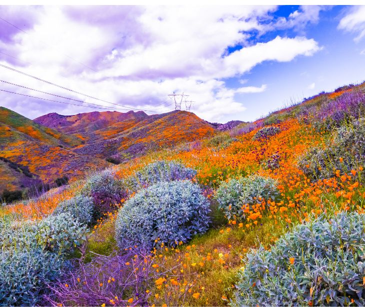 wildflower landscape